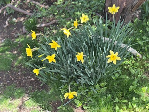 yellow flowers in the garden - Powered by Adobe