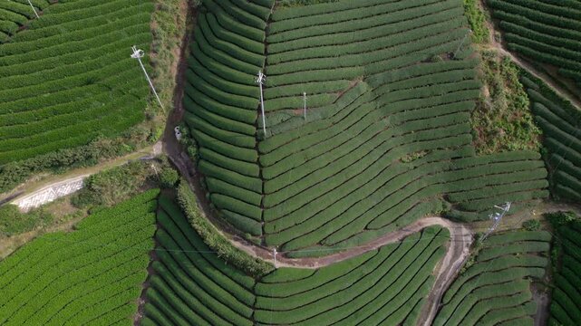 Aerial Top Down Rows of Green Wazuka Matcha Tea Gardens, terraces in Kyoto Japan