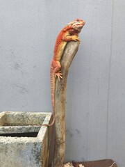 Funny Pose of an Orange Bearded Dragon Pet Clinging onto a Wooden Stick of a Shovel