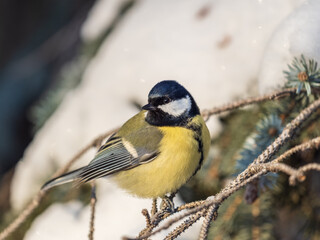Cute bird Great tit, songbird sitting on the fir branch with snow in winter