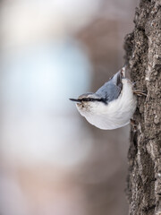 Eurasian nuthatch or wood nuthatch, lat. Sitta europaea, sitting on a tree trunk with a blurred background.