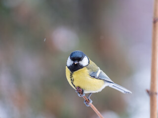 Naklejka premium Cute bird Great tit, songbird sitting on the nice branch with beautiful autumn background