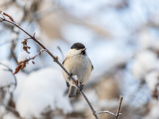 Cute bird the willow tit, song bird sitting on a branch without leaves in the winter.