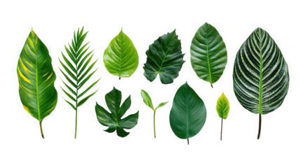 Assorted green leaves with different shapes and textures arranged  evenly spaced on transparent background