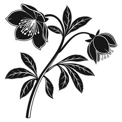 Elegant black and white illustration of hellebore flowers and leaves