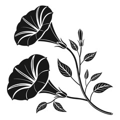 Elegant black and white morning glory flowers and buds
