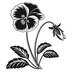 Black and white illustration of a pansy flower and bud on a black background