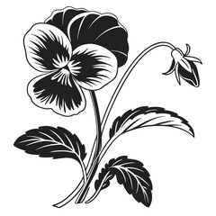 Black and white pansy flower illustration