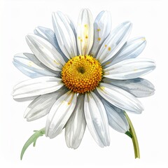 Fototapeta premium Vibrant Watercolor Daisy Painting with White Petals and Golden Yellow Center, Isolated Botanical Art
