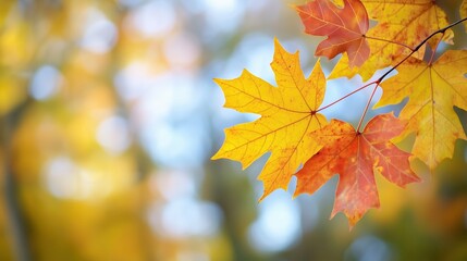 Fototapeta premium Vibrant autumn leaves in shades of yellow and orange, gently swaying in the breeze, surrounded by a blurred background of soft colors and natural light, showcasing seasonal beauty