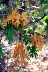 Autumn leaves of a northern red oak