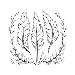 Elegant botanical illustration featuring delicate feathers and sprigs creating a serene artistic