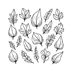 Elegant foliage design: hand-drawn botanical elements for natural and minimalist creative projects