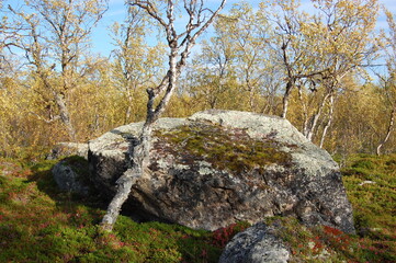 Crooked Karelian birches of the polar tundra on an autumn day.
