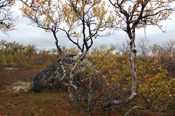 Crooked Karelian birches of the polar tundra on an autumn day.