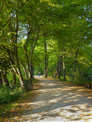 unich, Germany, Sept. 21, 2025: Scenic Forest Path with Autumn Light and Walker