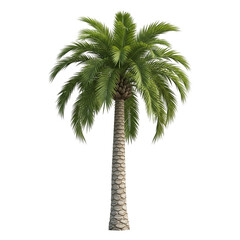 Fototapeta premium palm tree isolated on white