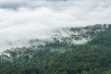 clouds over forest in the mountain