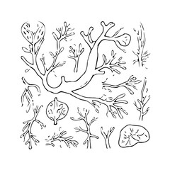Hand drawn abstract seaweed collection illustration aquatic plants underwater flora diverse marine
