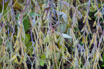 A close-up shot displays mature soybean pods, covered in frost or dew, hanging from the stems in late autumn. The textured background of yellowing and green leaves reflects the harvest season and a da