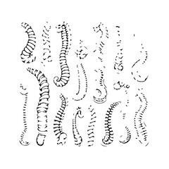 Illustrative depiction of stylized sea horse forms presented in a monochrome abstract formation to