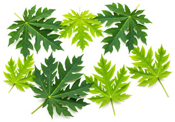 Fototapeta premium Fresh Papaya Leaves on White Background.