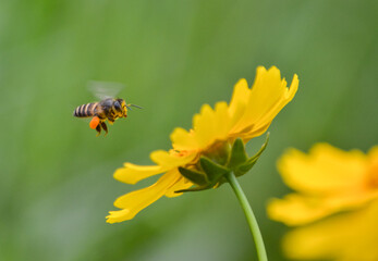A honey bee flies near a yellow cosmos flower, clearly visible against a soft green background.