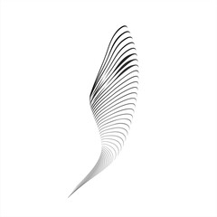 feather on white background