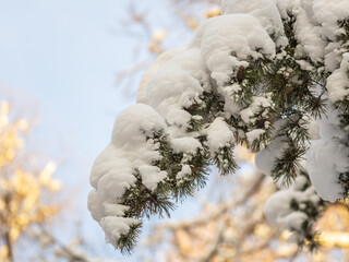 Pine branch with needles is covered with snow in the sunset light