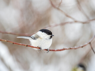 Cute bird Great tit, songbird sitting on the nice branch with beautiful autumn background