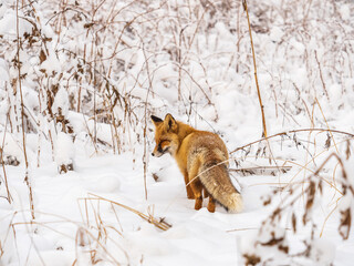 European Red Fox (Vulpes vulpes) in winter forest