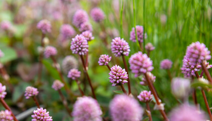 Close-up of beautiful pink knotweed (Persicaria capitata) flowers blooming in a green meadow. Ideal for use in nature backgrounds, botanical themes, eco prints, floral wallpapers.