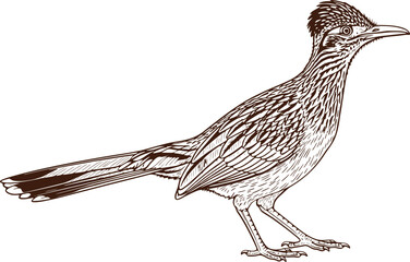 Elegant roadrunner bird elegantly drawn in detailed line art profile, perfect for wildlife design and natural history projects
