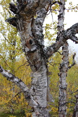 Obraz premium The trunk of a Karelian birch in the polar tundra on an autumn day.