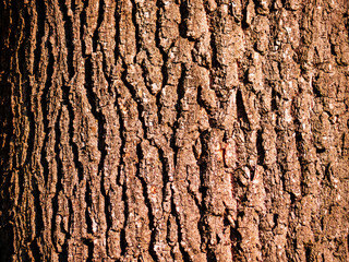 Close-up texture of oak tree bark showing deep cracks and rough surface in warm sunlight, detailed natural wood pattern background.