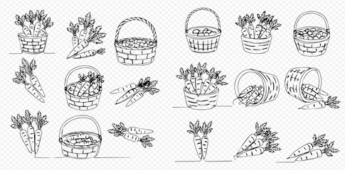Continuous line art illustrations of fresh carrots in various arrangements, including baskets, spilled, and individual bunches, on a transparent background.