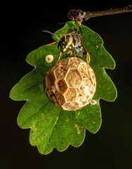 Wasp on a leaf with a nest