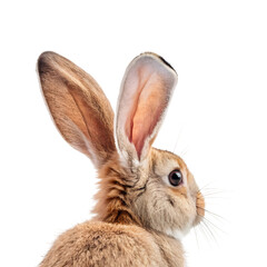 Obraz premium rabbit