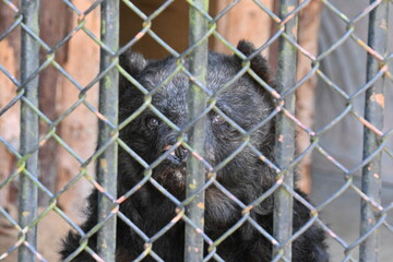 動物園にいるツキノワグマ