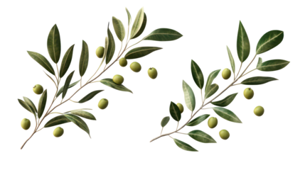 Two olive branches with green olives isolated on transparent background