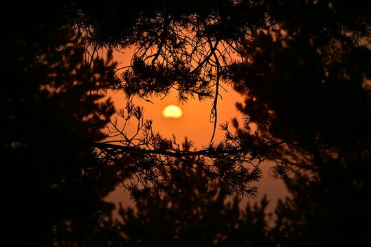 Amanecer entre pinos