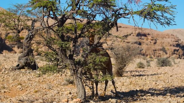 A dromedary camel is shown in a wide shot, grazing on the leaves of a thorny tree in a dry, arid desert environment. The scene captures the resilience of desert wildlife and the sparse beauty of the l