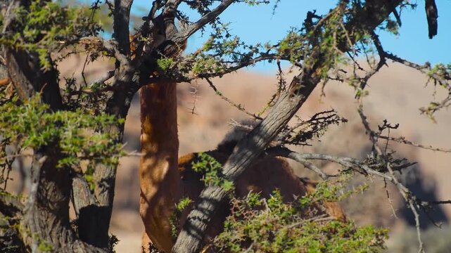 A shot of the rugged, sun drenched mountains of Oman. The footage captures the unique beauty of the arid landscape, with a focus on resilient desert flora thriving in the harsh environment.
