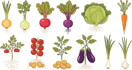 Vibrant collection of fresh garden vegetables with roots displayed on a clean white background, perfect for healthy eating and cooking themes.