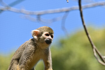 かわいいリスザル