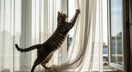Tabby cat stretching up to play with white curtains by bright window in home interior. Indoor pet behavior concept for feline activity and domestic animal playfulness moments