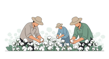 Harvesting cotton field illustration shows traditional agriculture and handpicked cotton boll