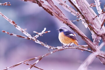 羽を休め遠くを見つめるジョウビタキ