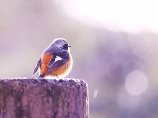 羽を休め遠くを見つめるジョウビタキ