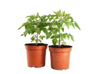 Two seedling tomato plants in small brown pots